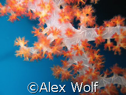 Softcoral (Denderonephtia sp.), North Sulawesi by Alex Wolf 